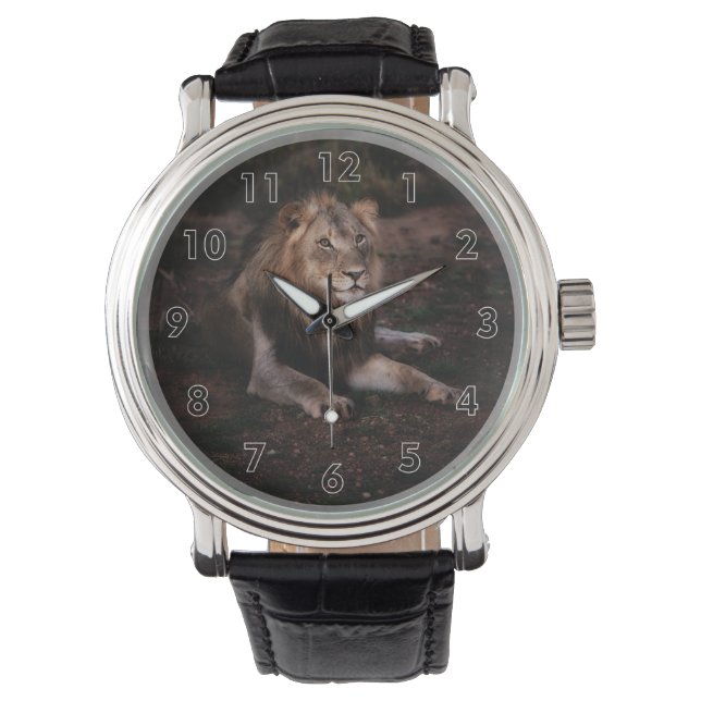 Beautiful Resting Lion in the Wild Watch (Front)