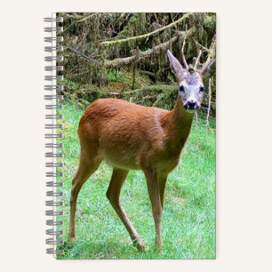 Beautiful Roe Deer Buck Rural Landscape Animal Notebook