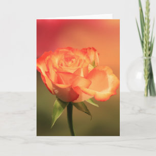 Beautiful Romantic Rose Photograph Card