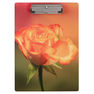Beautiful Romantic Rose Photograph Clipboard