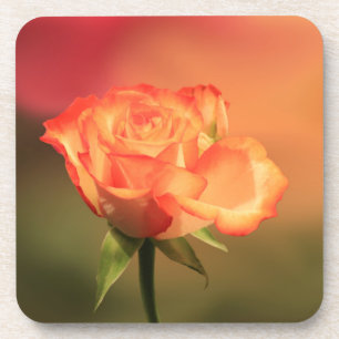 Beautiful Romantic Rose Photograph Coaster