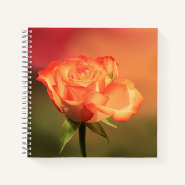 Beautiful Romantic Rose Photograph Notebook (Front)