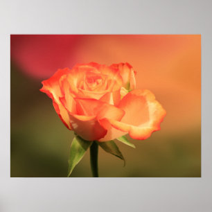 Beautiful Romantic Rose Photograph Poster