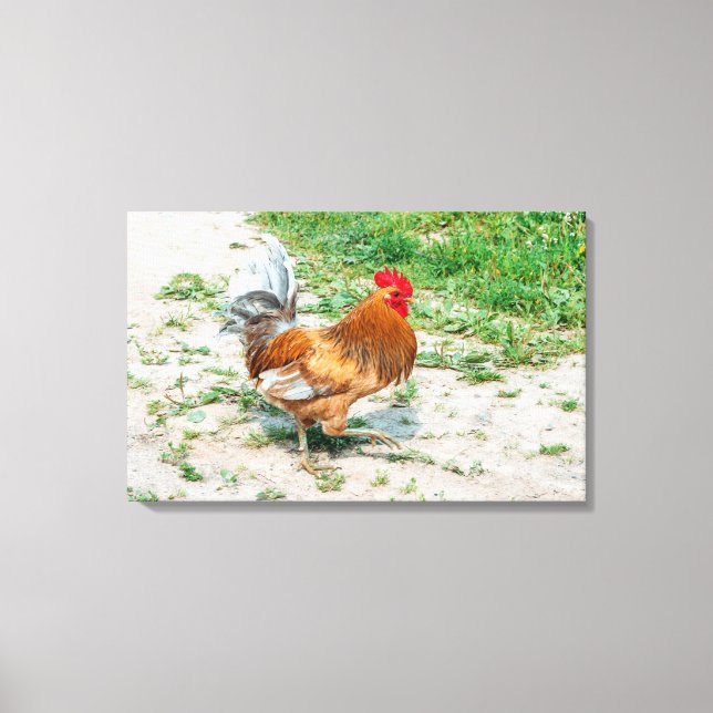 Beautiful Rooster out for a Summer Walk Canvas Print (Front)