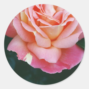 Beautiful Rose Classic Round Sticker