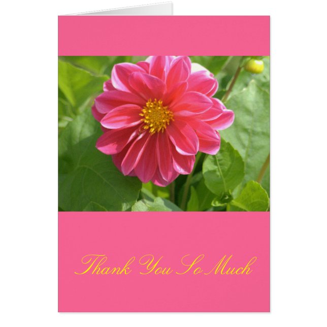 Beautiful Rose-Coloured Dahlia (Front)