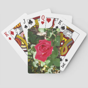 Beautiful Rose Deck of Playing Cards