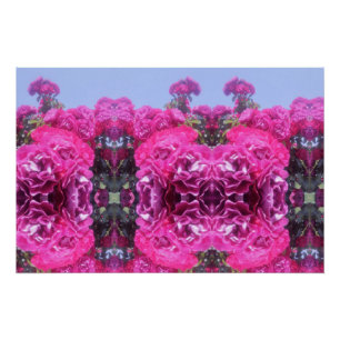 Beautiful Rose Flower  Poster