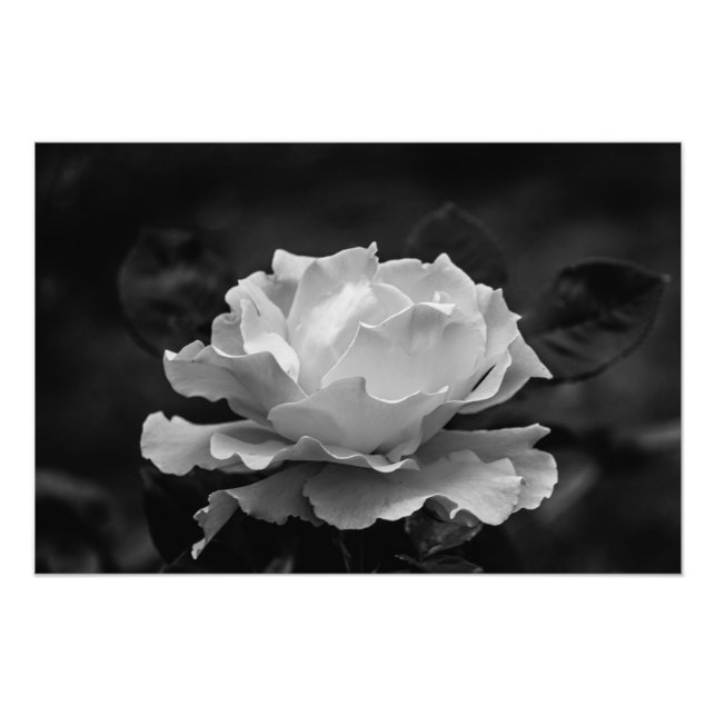 Beautiful Rose in Black and White Flower Photo Print (Front)