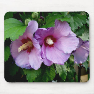 Beautiful Rose of Sharon Mouse Mat