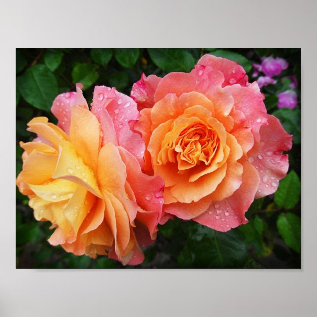 beautiful rose photo poster (Front)