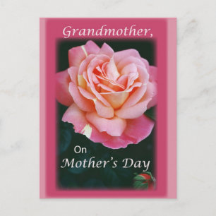 Beautiful Rose Postcard