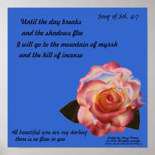 Beautiful Rose Poster