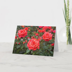 Beautiful Roses, Portland, Oregon Card