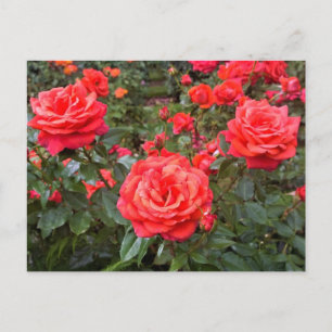 Beautiful Roses, Portland, Oregon Postcard