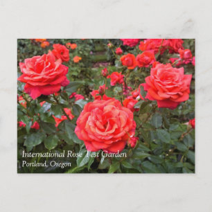 Beautiful Roses, Portland, Oregon Postcard