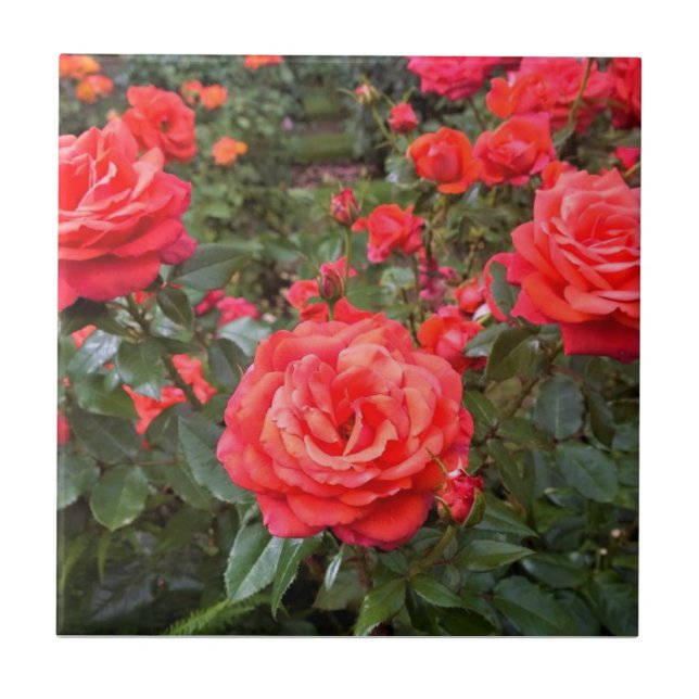 Beautiful Roses, Portland, Oregon Tile (Front)