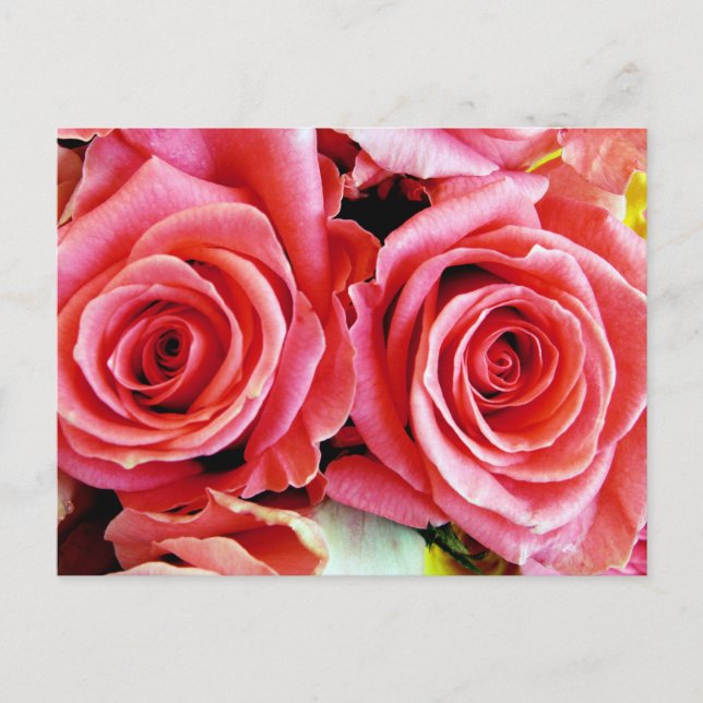 Beautiful Roses Postcard (Front)
