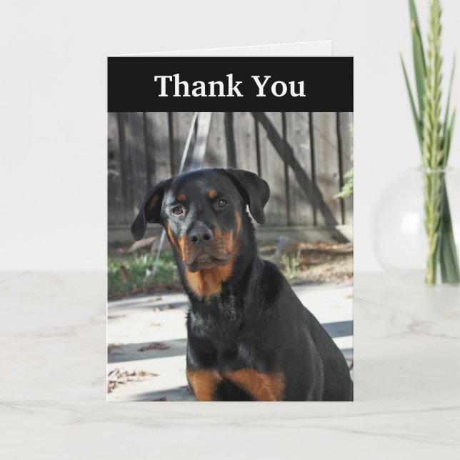 Beautiful Rottweiler Thank You Card (Front)