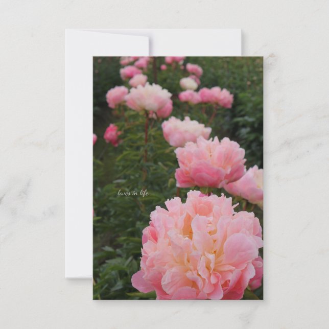 Beautiful Row of Pink Peonies Card (Front)
