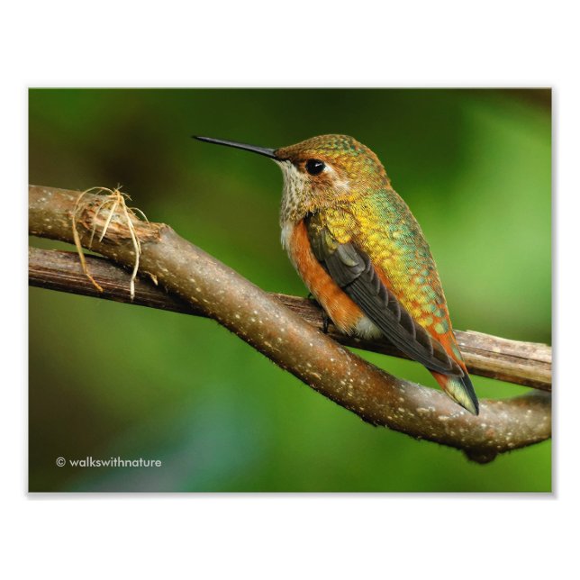 Beautiful Rufous Hummingbird on Twining Vines Photo Print (Front)