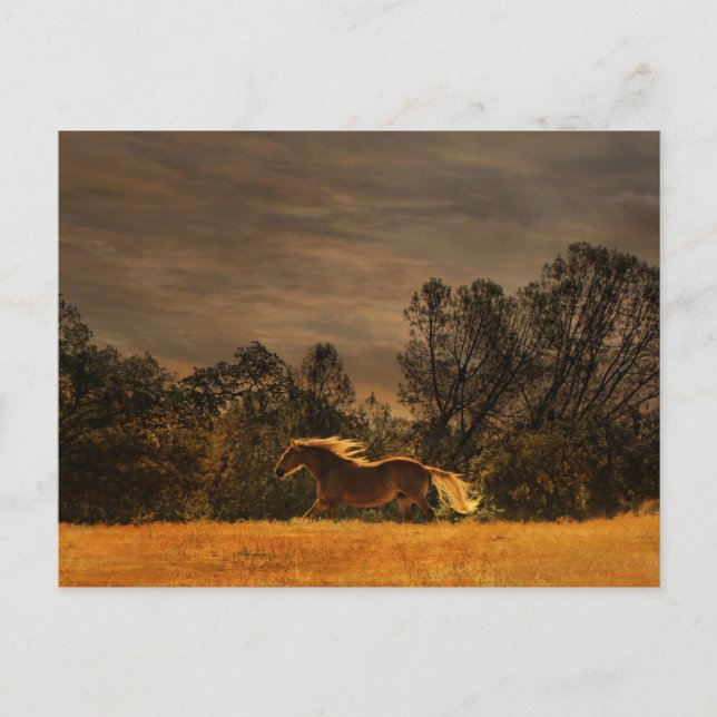 Beautiful Running Palomino in the Sunset Postcard (Front)