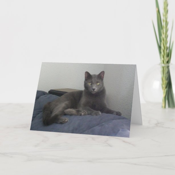 Russian Blue Cat Gifts & Gift Ideas Zazzle UK