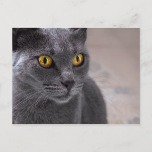 Beautiful russian blue cat with golden eyes postcard
