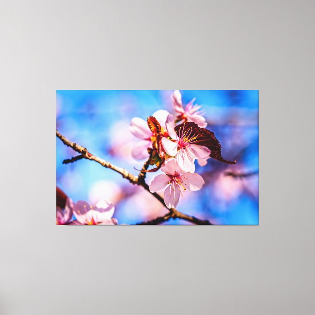 Beautiful Sakura Blossoms Canvas Print (Front)