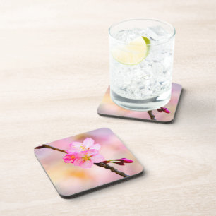 Beautiful Sakura Cherry Blossoms Coaster