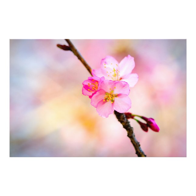 Beautiful Sakura Cherry Blossoms Photo Print (Front)