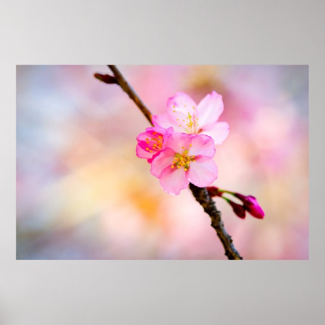 Beautiful Sakura Cherry Blossoms Poster (Front)