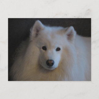 Beautiful Samoyed Postcard