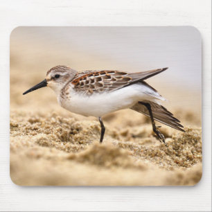 Beautiful Sandpiper Bird in the Sand Mouse Mat