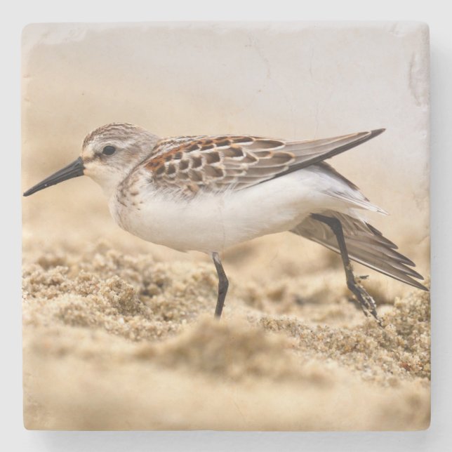 Beautiful Sandpiper Bird in the Sand Stone Coaster (Front)