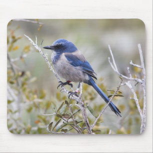 Beautiful Scrub Jay on a Branch Mouse Mat