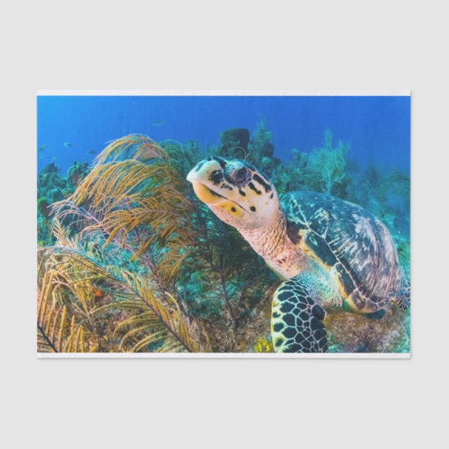 Beautiful Sea Turtle Marine Aquatic Life  Tissue Paper (Front)