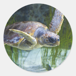 Beautiful Sea Turtle Swimming Classic Round Sticker