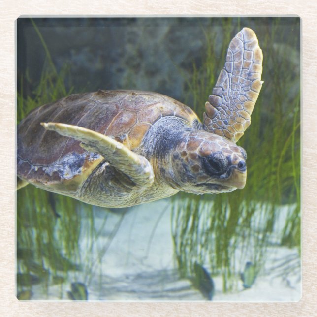 Beautiful Sea Turtle Swimming Glass Coaster (Front)