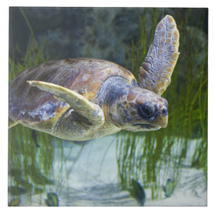 Beautiful Sea Turtle Swimming Tile