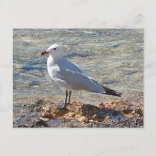 Beautiful Seagull at the Sea - Postcard