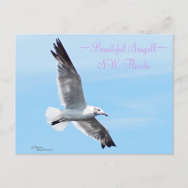 Beautiful seagull Florida Postcard (Front)