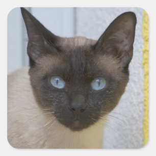 Beautiful Seal Point Siamese Cat