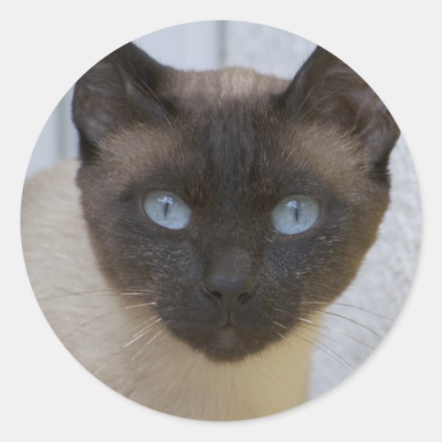 Beautiful Seal Point Siamese Cat (Front)