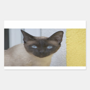 Beautiful Seal Point Siamese Cat