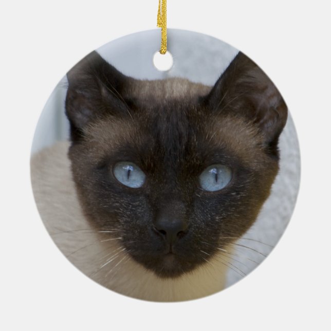 Beautiful Seal Point Siamese Cat Ceramic Tree Decoration (Back)
