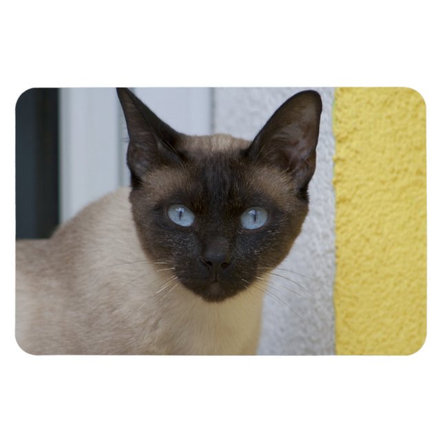 Beautiful Seal Point Siamese Cat Magnet (Horizontal)