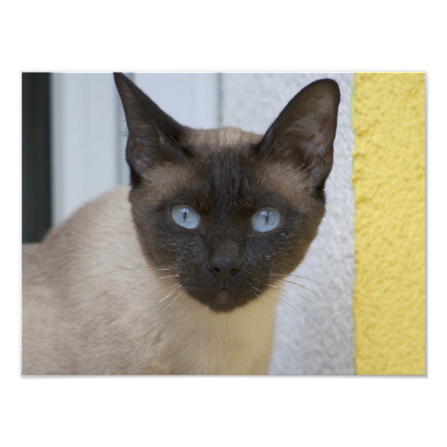 Beautiful Seal Point Siamese Cat Photo Print (Front)