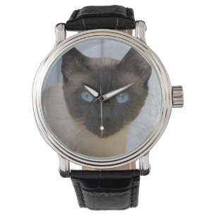 Beautiful Seal Point Siamese Cat Watch