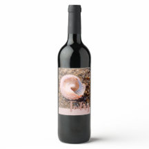 Beautiful Seashell in Pale Pink Today Celebratory